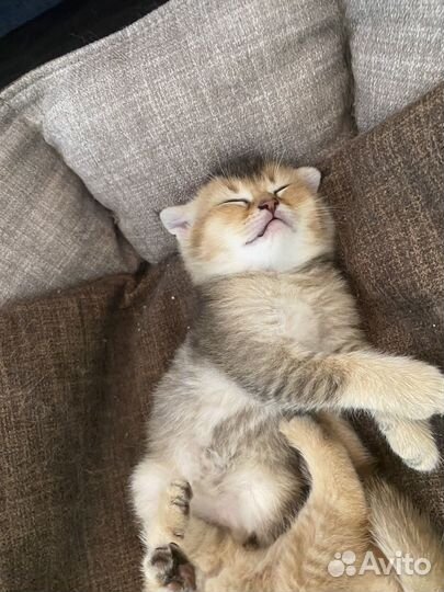 Котята Шотландская вислоухая золотая