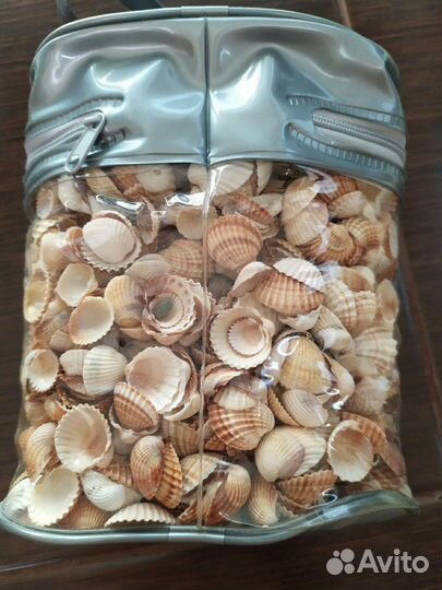 Ракушки