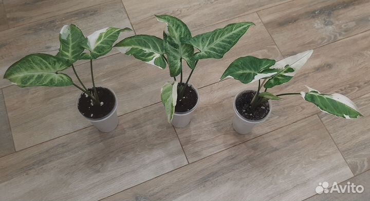 Сингониум,рафидофора