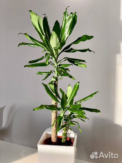 Пальма Драцена Штуднери