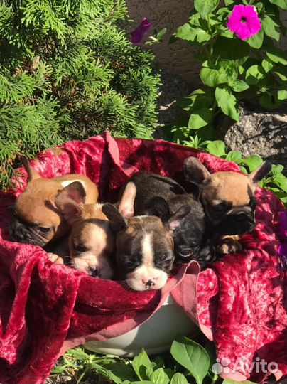 Французики