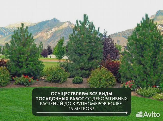 Самшит вечнозеленый