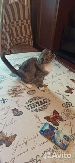 Котята шотландские (вислоухие) привитые