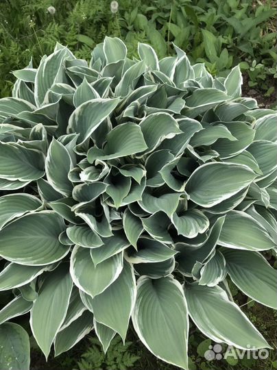 Хоста гигантская