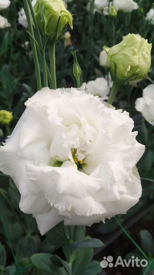 Продажа Эустома (Лизиантус)