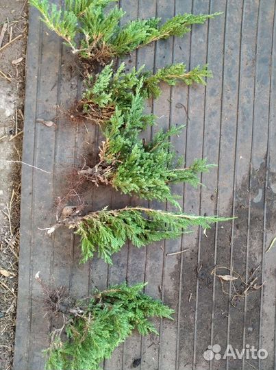 Можжевельник горизонтальный