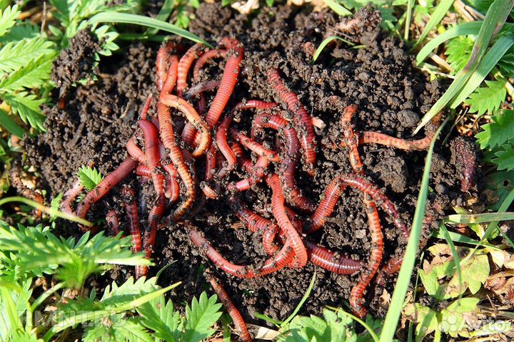 Калифорнийские дождевые черви