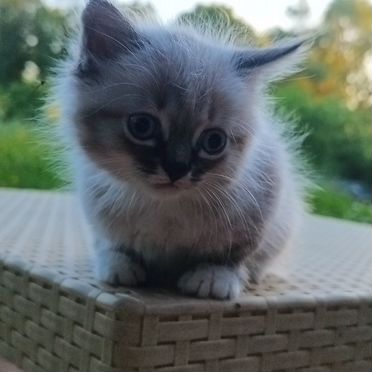 Рэгдолл котёнок