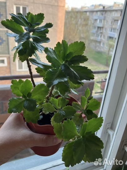 Каланхоэ цветущий