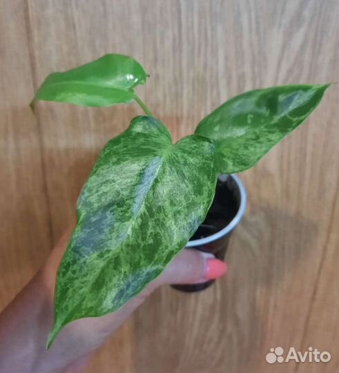 Филодендроны