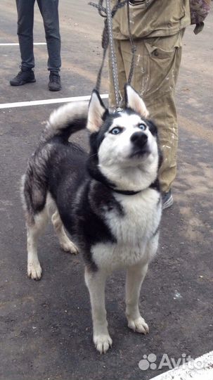 Сибирские хаски ищут дом