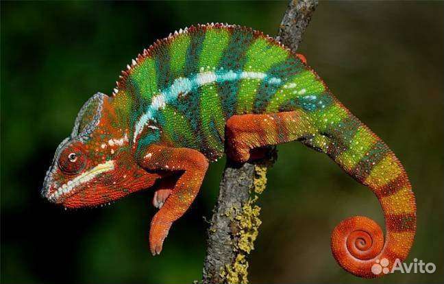 Продавец-консультант в зоомагазин