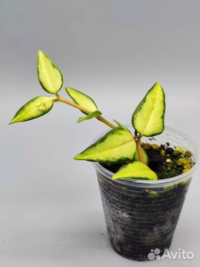 Хойя Луис буис / hoya luis buis