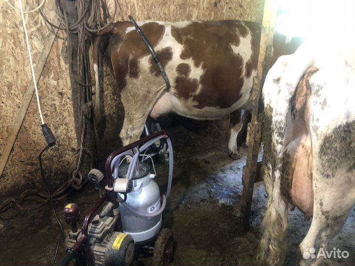 Молоко коровье