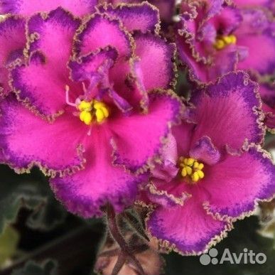 Предлагаю цветущие сортовые фиалки