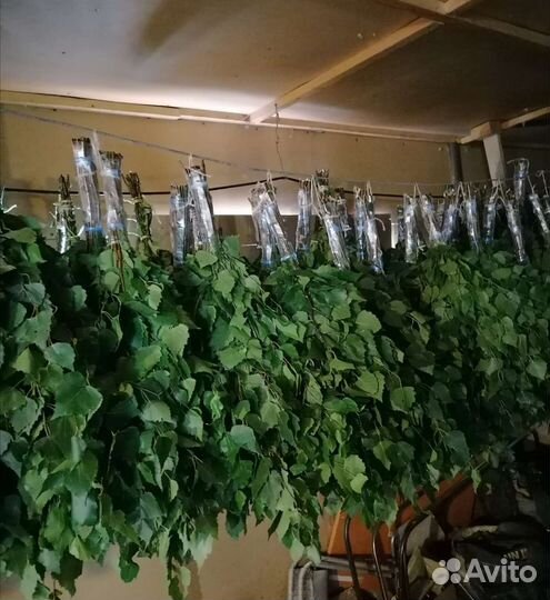 Березовые веники