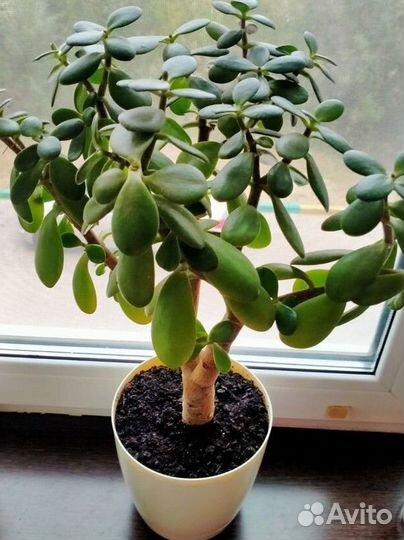 Денежное дерево