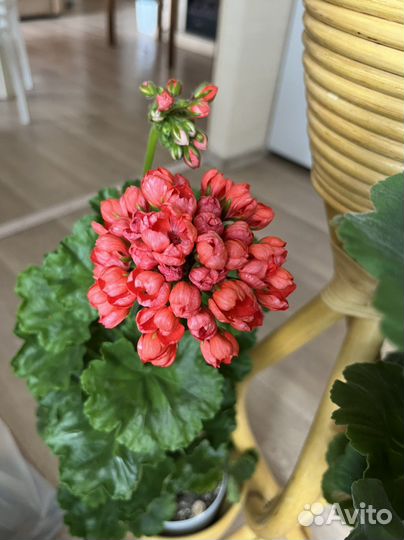 Пеларгонии сортовые