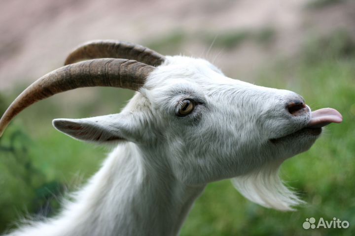 Дойная козочка на завод