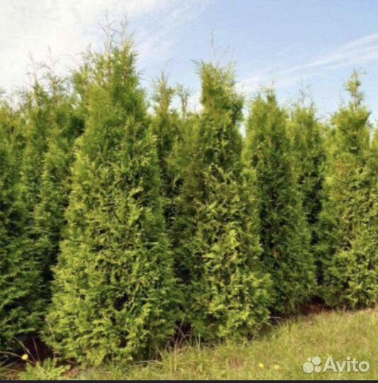 Туя Брабант из питомника