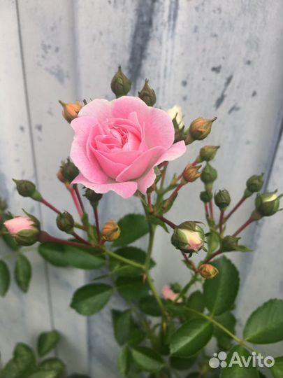 Старинная английская Роза