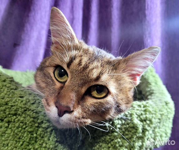 Разговорчивый красавец кот