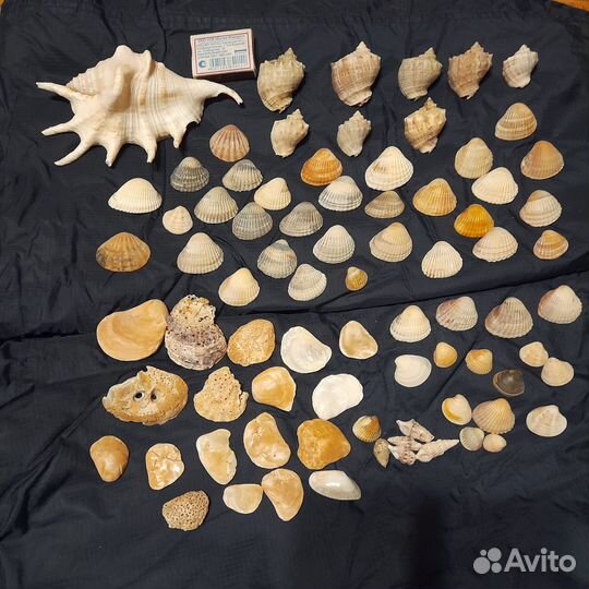 Морские ракушки