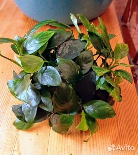 Аксессуары для аквариума и растение анубиас