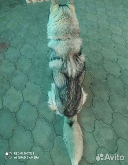 Вязка кобель хаски