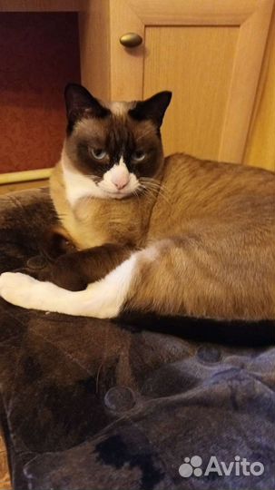 Отдам котов в хорошие руки в связи с переездом