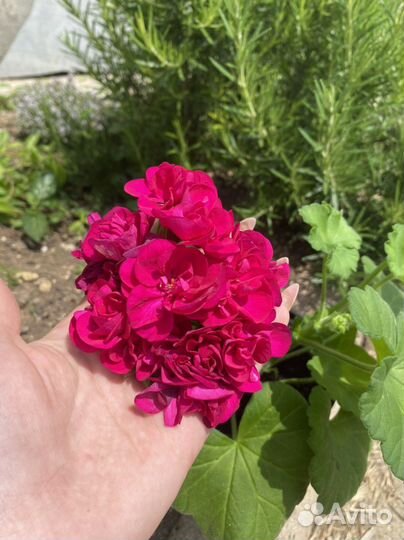 Герань, пеларгония, цветущее растение