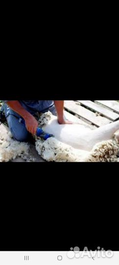 Стрижка овец