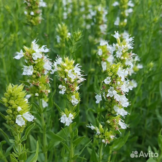 Саженцы иссопа(северная лаванда). Разные сорта