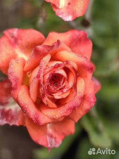 Розы в ассортименте