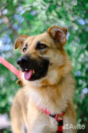 Молодая собака из приюта