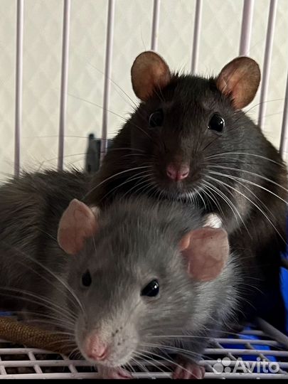 Передержка животных