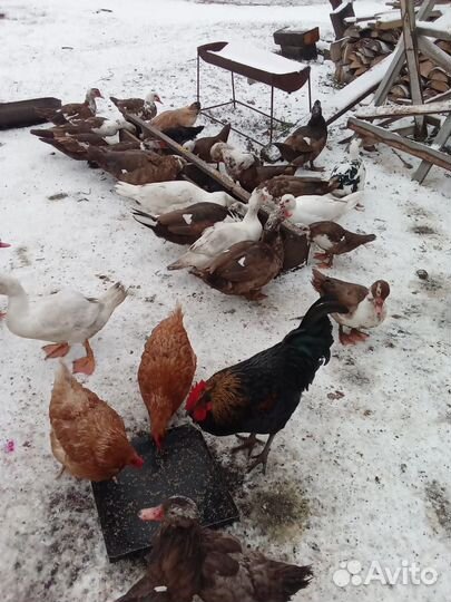 Мускусные утки