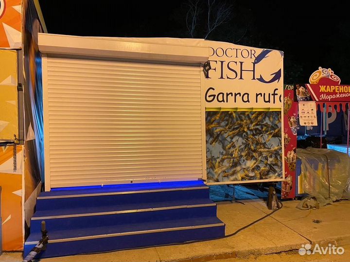 Гарра Руфа — рыбка-доктор