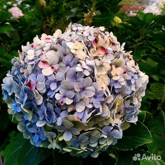 Гортензия Сбежавшая невеста саженцы