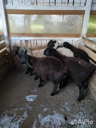 Баран Эдельбаевский