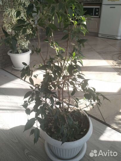 Фикус бенджамина