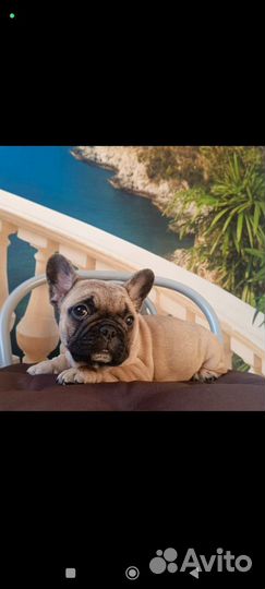 Щенки французского бульдога