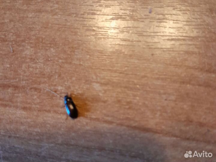 Жук знахарь