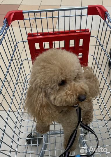 Той-пудель вязка