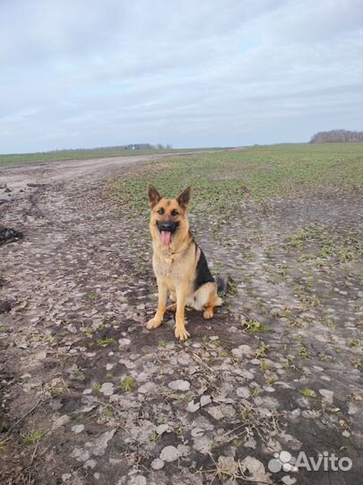 Открыта бронь на щенков