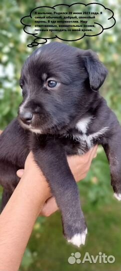 Щенки лайки