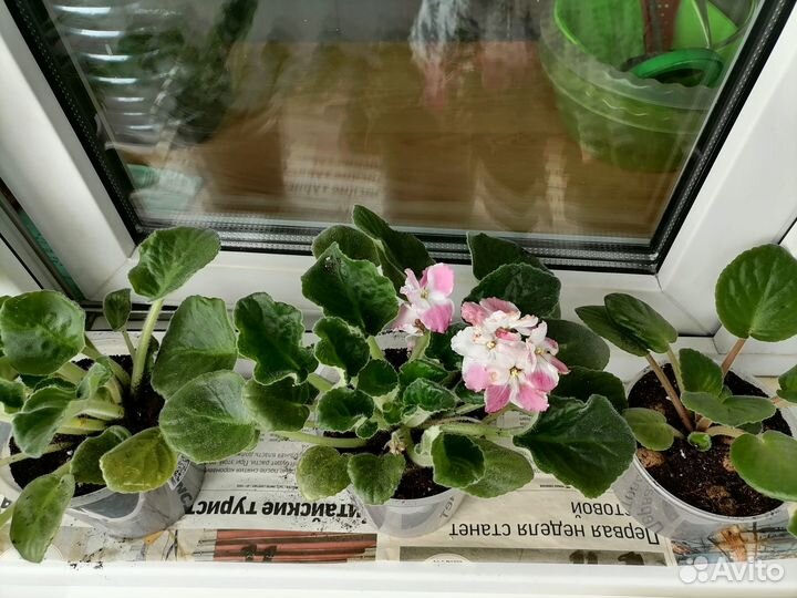 Фиалки розовые и сиреневые