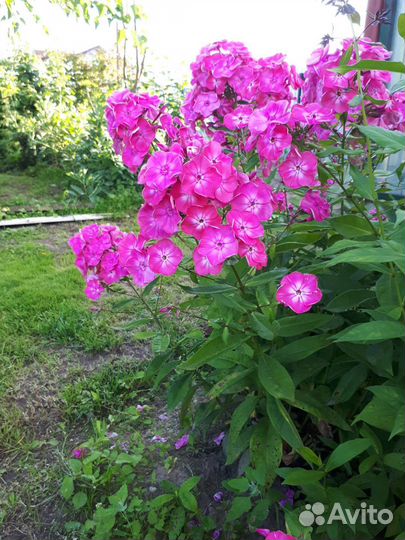 Флоксы многолетние, гипсафила, ромашка садовая