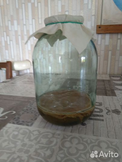 Чайный гриб