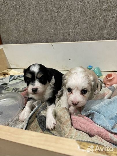 Щенки